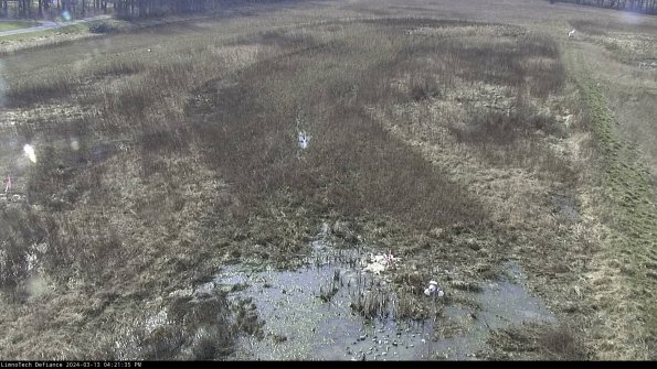 Cell 1_24-03-13_16-21-36-14